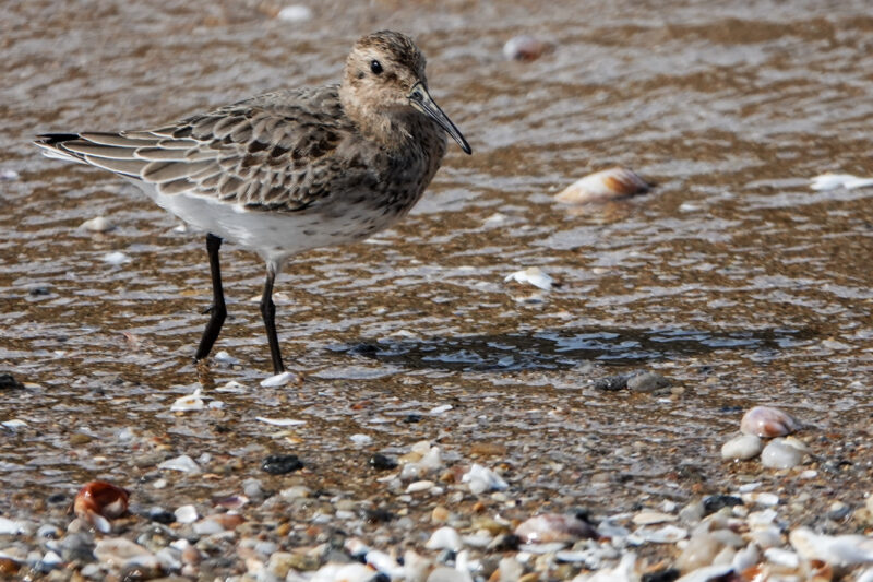 Bécasseau variable juvénile
